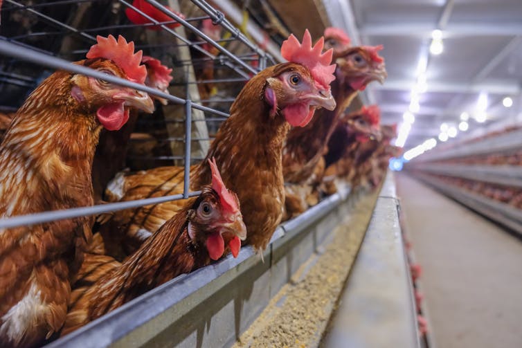 Chicken in a battery cage.